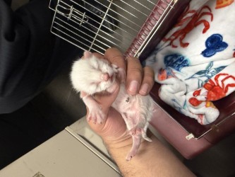 Shelter Stray Male Cat last seen N Town East Blvd., 75150, TX, 1650 Gross Rd, Mesquite, TX 75149, USA