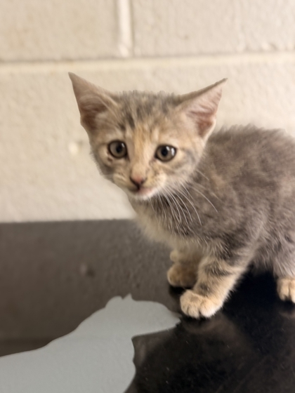 Shelter Stray Female Cat last seen Near block of Dockery Dr, City of Knoxville GP, TN, 3201 Division St, Knoxville, TN 37919, USA