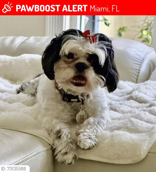 Lost Female Dog last seen 32nd St and 107th Ave Mía 33165, Miami, FL 33165