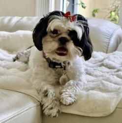 Lost Female Dog last seen 32nd St and 107th Ave Mía 33165, Miami, FL 33165