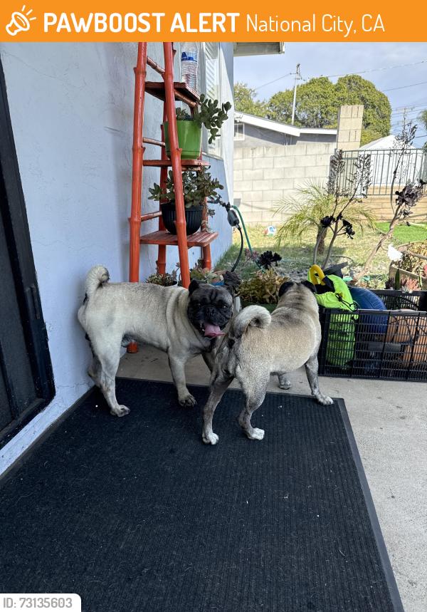 Found/Stray Male Dog last seen Near ridgeway dr, National City, CA 91950