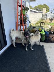 Found/Stray Male Dog last seen Near ridgeway dr, National City, CA 91950