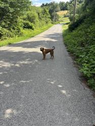 Found/Stray Female Dog last seen Renton Italian Club, Plum, PA 15239