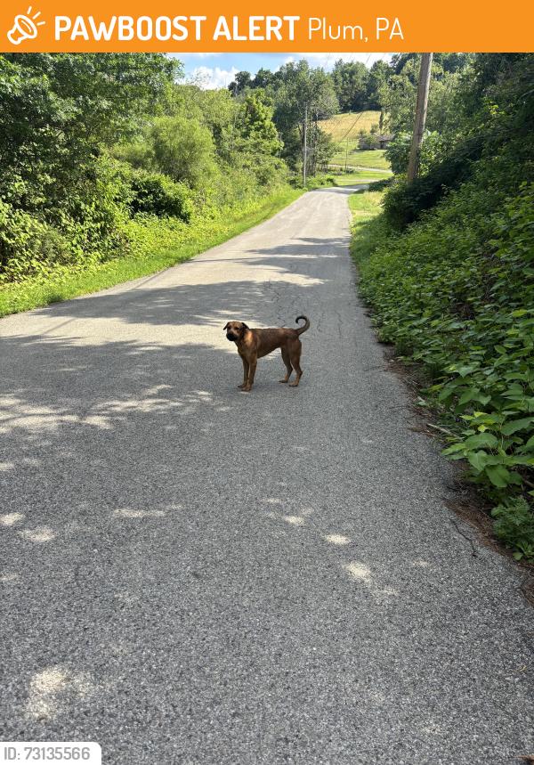 Found/Stray Female Dog last seen Renton Italian Club, Plum, PA 15239