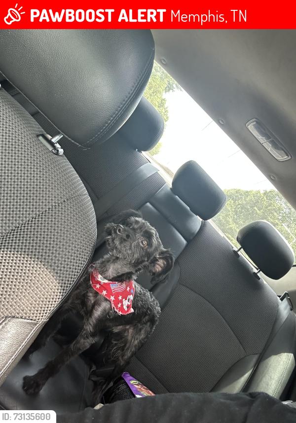 Lost Male Dog last seen Trudy and Windermere, Memphis, TN 38128
