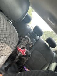 Lost Male Dog last seen Trudy and Windermere, Memphis, TN 38128