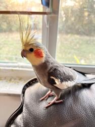 Lost Male Bird last seen Pine Island Road and McNab Road, Tamarac, FL 33068