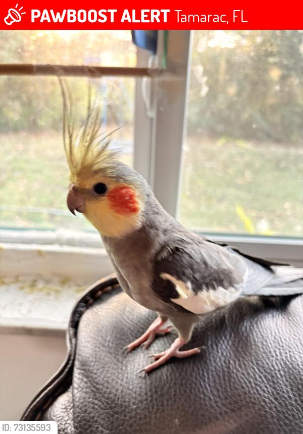 Lost Male Bird last seen Pine Island Road and McNab Road, Tamarac, FL 33068