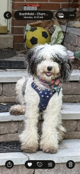 Lost Female Dog last seen 9 Mile & Telegraph, Southfield, MI 48033