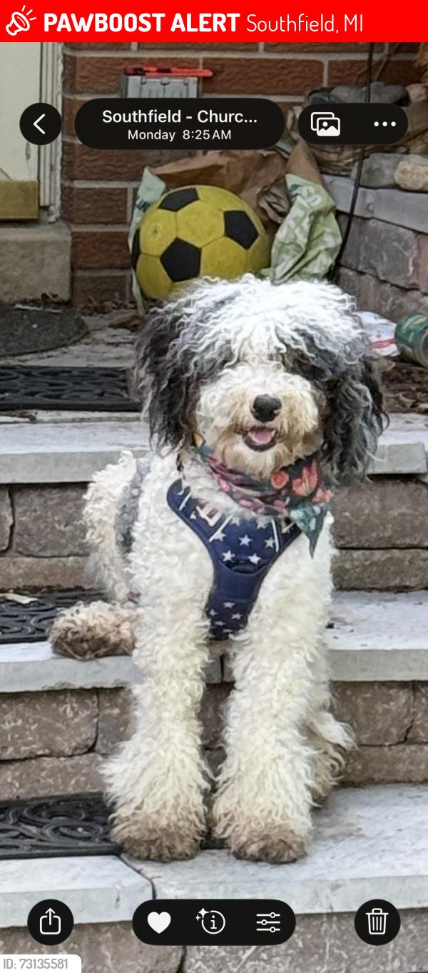 Lost Female Dog last seen 9 Mile & Telegraph, Southfield, MI 48033