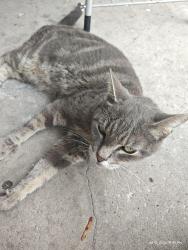 Reunited Female Cat last seen US 41, Brooksville, FL 34601