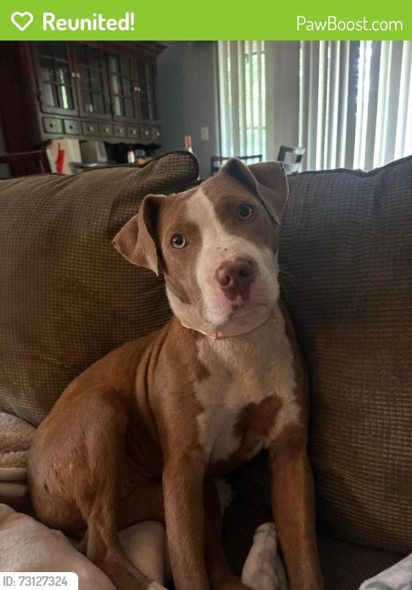 Reunited Female Dog last seen Eglin Federal Credit Union, Pace Florida 32571, Pace, FL 32571