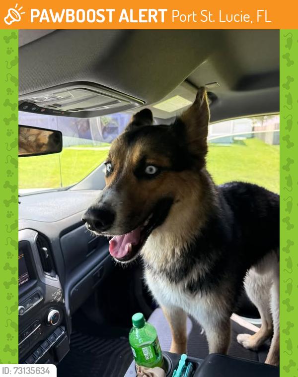 Found/Stray Unknown Dog last seen corner of Kent and Savage Boulevard, Port St. Lucie, FL 34953