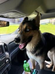 Found/Stray Unknown Dog last seen corner of Kent and Savage Boulevard, Port St. Lucie, FL 34953