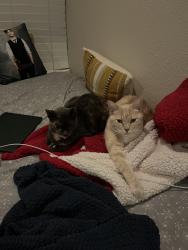 Reunited Male Cat last seen Mulberry Dr. Close to Concord High and Dana Plaza shopping center, Concord, CA 94519