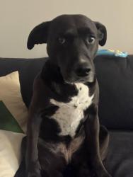 Reunited Female Dog last seen Near NY-32 highland mills ny 10930, Woodbury, NY 10930