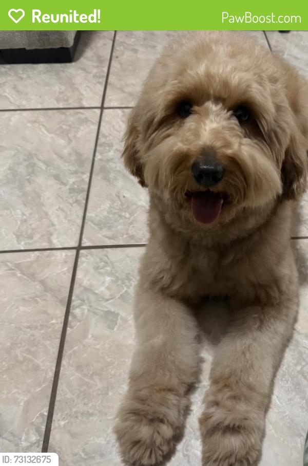 Reunited Male Dog last seen Dean Rd, Orlando, FL 32825