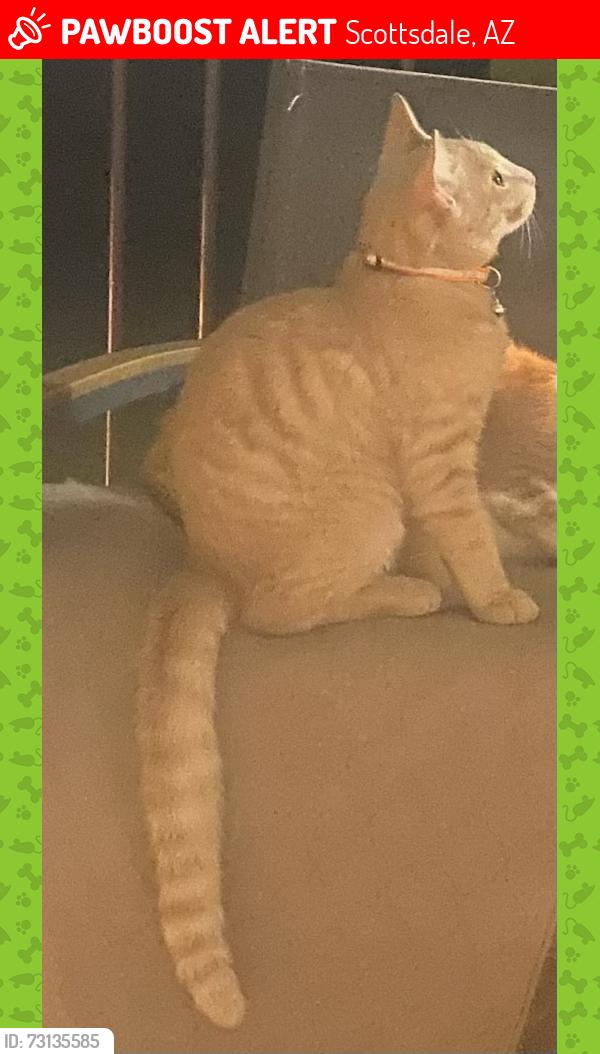 Lost Male Cat last seen Thunderbird and 56th St, Scottsdale, AZ 85254