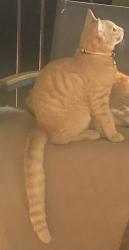 Lost Male Cat last seen Thunderbird and 56th St, Scottsdale, AZ 85254