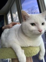 Lost Male Cat last seen Ball Bayview RV Park, Blaine, WA 98230