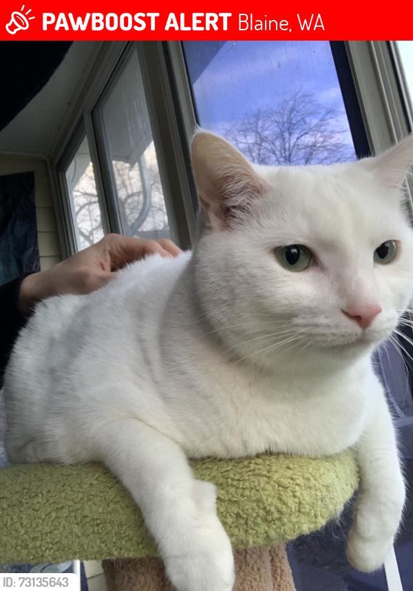 Lost Male Cat last seen Ball Bayview RV Park, Blaine, WA 98230
