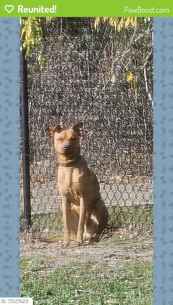 Reunited Male Dog last seen Highway 154 Gilmer & Cypress St, Gilmer, TX 75644