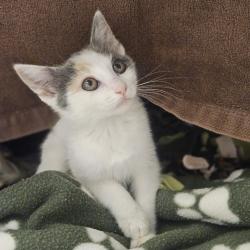 Shelter Stray Female Cat last seen Locust St, LIVERMORE, CA, 94551, 8323 Baldwin St, Oakland, CA 94621, USA