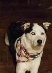 Reunited Male Dog last seen Osborne near the target, Los Angeles, CA 91352