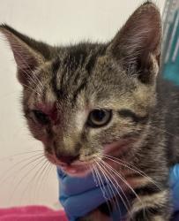Shelter Stray Male Cat last seen NE 24th/ NE Glisan, PORTLAND, OR, 97232, 1700 W Historic Columbia River Hwy, Troutdale, OR 97060, USA