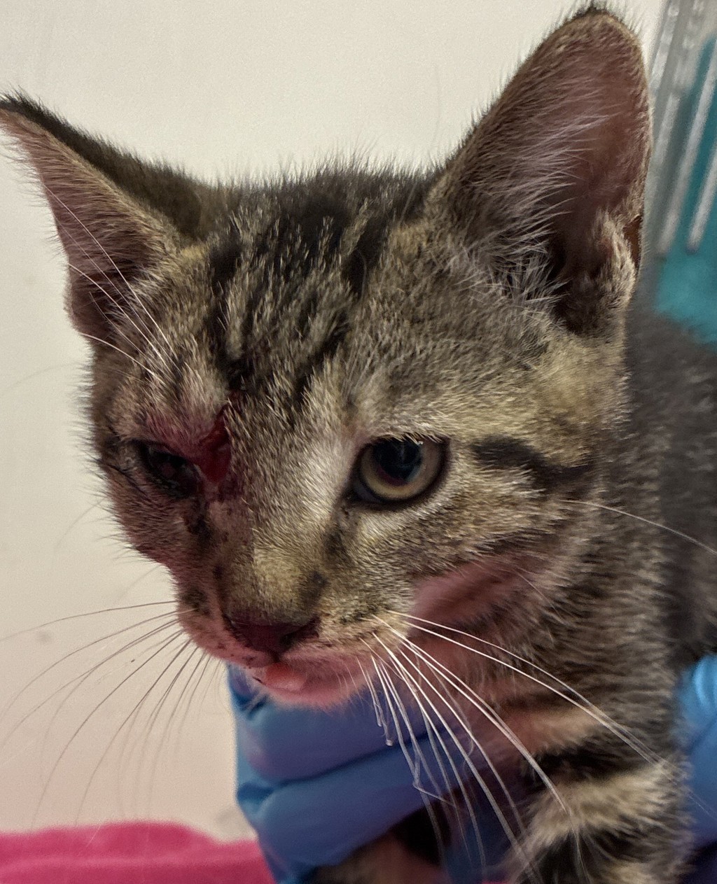 Shelter Stray Male Cat last seen NE 24th/ NE Glisan, PORTLAND, OR, 97232, 1700 W Historic Columbia River Hwy, Troutdale, OR 97060, USA