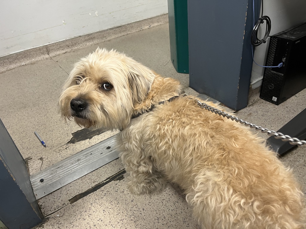 Shelter Stray Male Dog last seen Crotona Park, BRONX, NY, 10457, 326 E 110th St, New York, NY 10029, USA