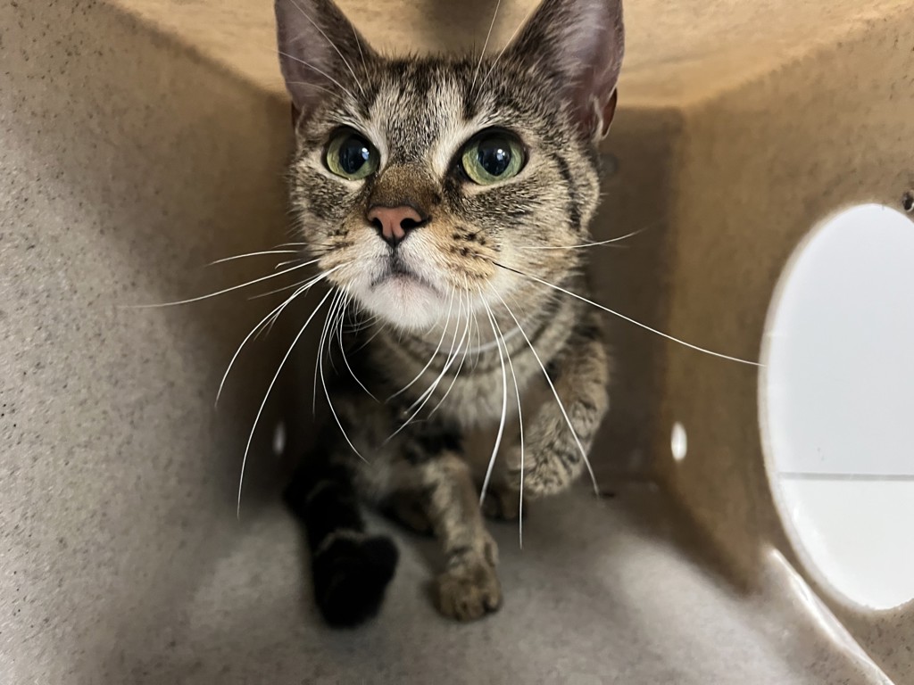 Shelter Stray Female Cat last seen 115th Street and 5th Avenue, NEW YORK, NY, 10029, 326 E 110th St, New York, NY 10029, USA