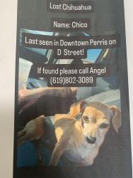 Lost Male Dog last seen First street and 4th st Perris ca, Perris, CA 92570
