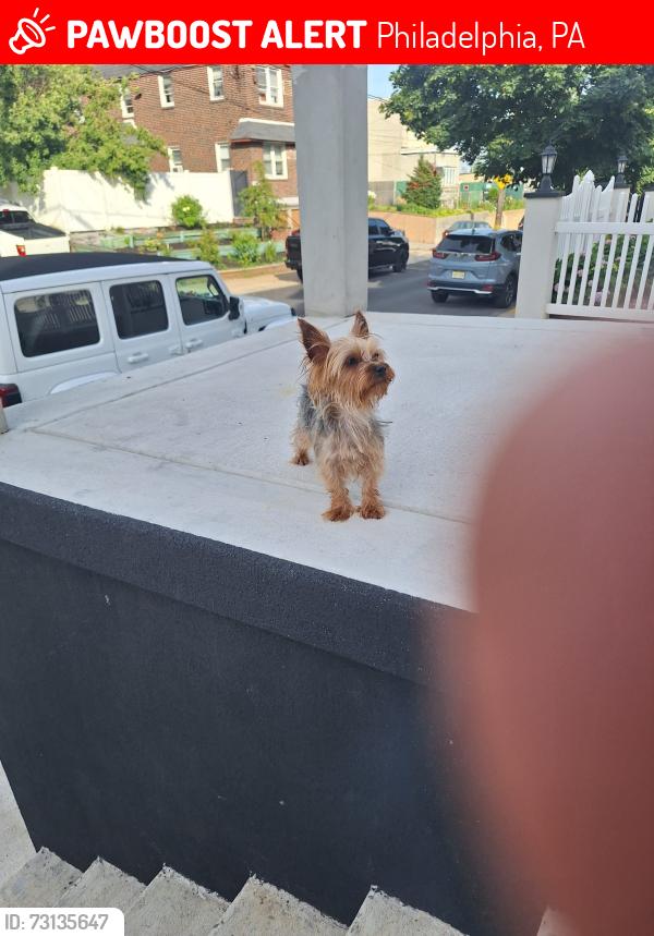 Lost Female Dog last seen Near Unruh ave pa 19135, Philadelphia, PA 19135