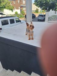 Lost Female Dog last seen Near Unruh ave pa 19135, Philadelphia, PA 19135