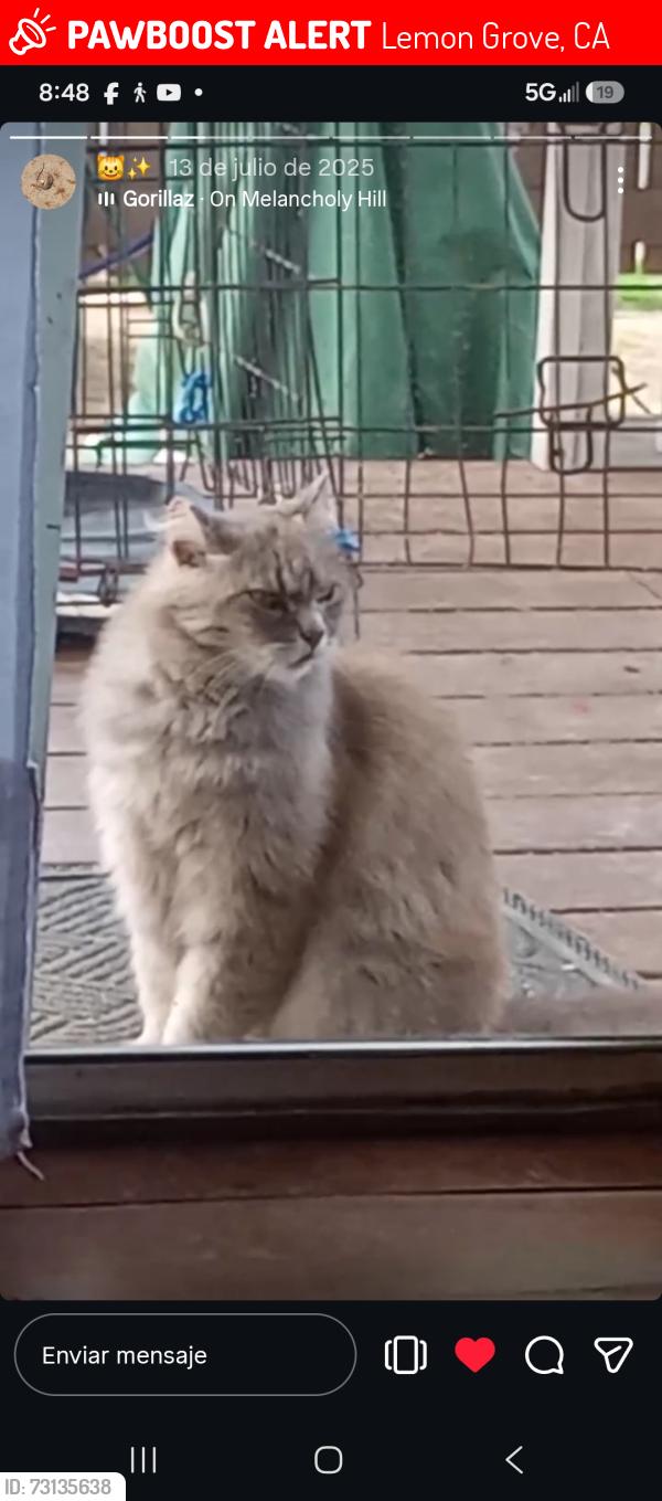 Lost Unknown Cat last seen Entre federal bulevar y massachutses avenue, Lemon Grove, CA 91945