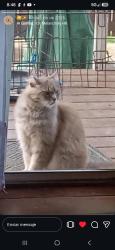 Lost Unknown Cat last seen Entre federal bulevar y massachutses avenue, Lemon Grove, CA 91945