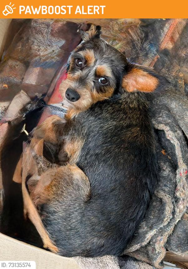 Found/Stray Female Dog last seen Coleman Trail and Highway 25 in Travelers Rest area., Greenville County, SC 29690