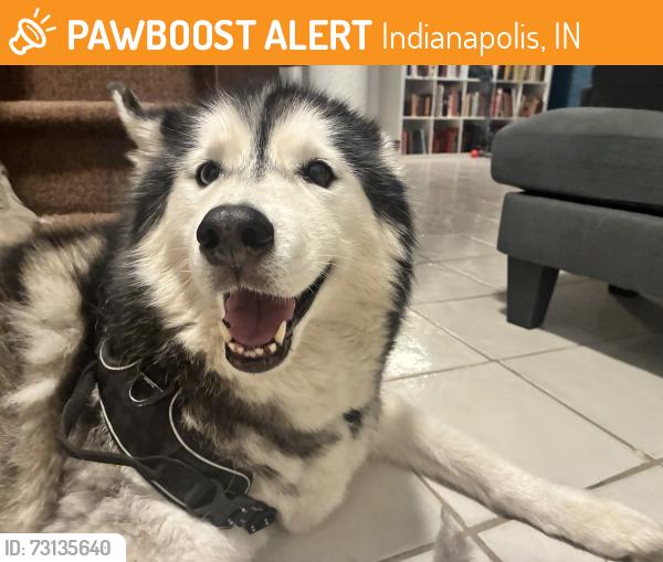 Found/Stray Unknown Dog last seen 40th and Illinois, Indianapolis, IN 46208