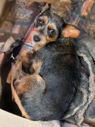 Found/Stray Female Dog last seen Coleman Trail and Highway 25 in Travelers Rest area., Greenville County, SC 29690