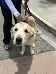 Shelter Stray Male Dog last seen Near E Via Rancho Parkway, Escondido, CA, 92025, Escondido, CA 92027, USA