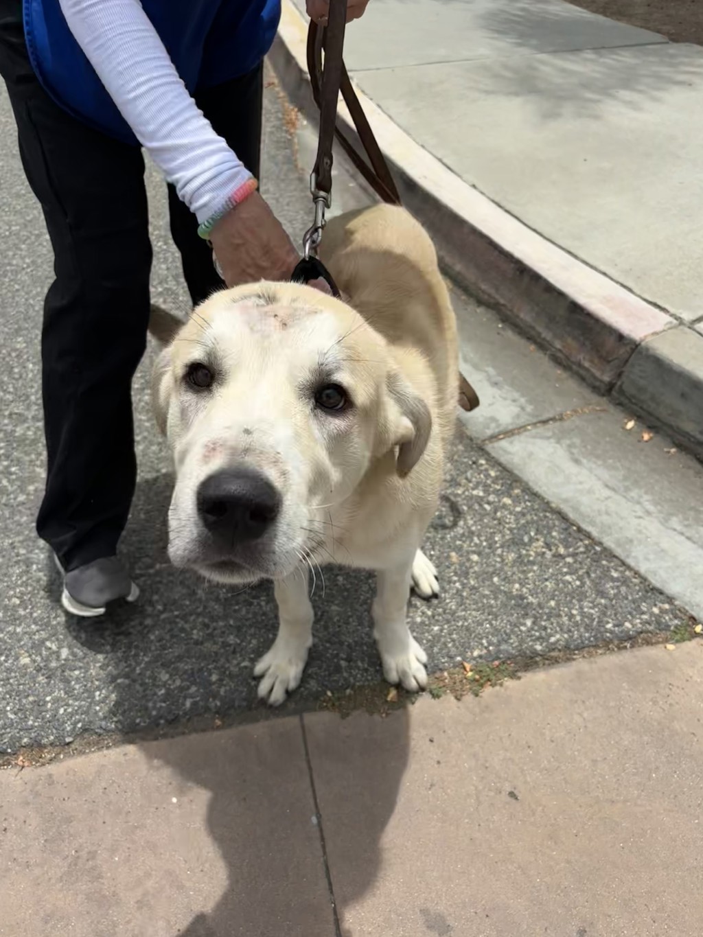 Shelter Stray Male Dog last seen Near E Via Rancho Parkway, Escondido, CA, 92025, Escondido, CA 92027, USA