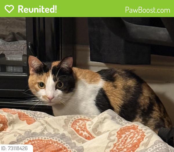 Reunited Female Cat last seen Found on cross streets of E 28th St and 33rd Ave S, Minneapolis, MN 55406