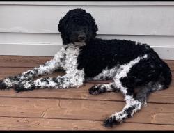 Reunited Male Dog last seen Bopp & Manchester Roads, Des Peres, MO 63131