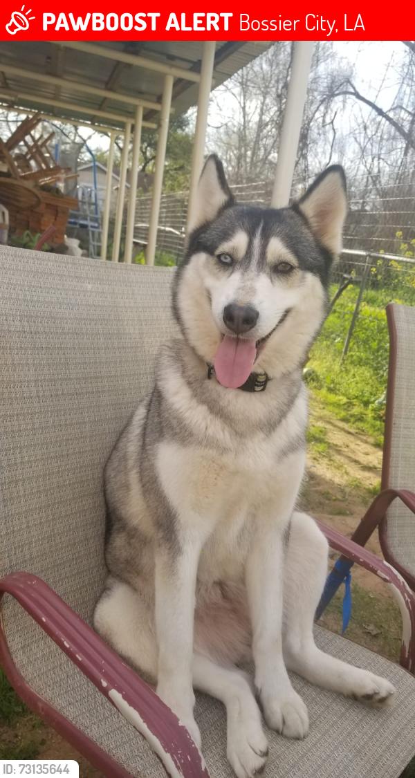 Lost Female Dog last seen Near Rome st, Bossier City, LA 71112