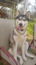 Lost Female Dog last seen Near Rome st, Bossier City, LA 71112