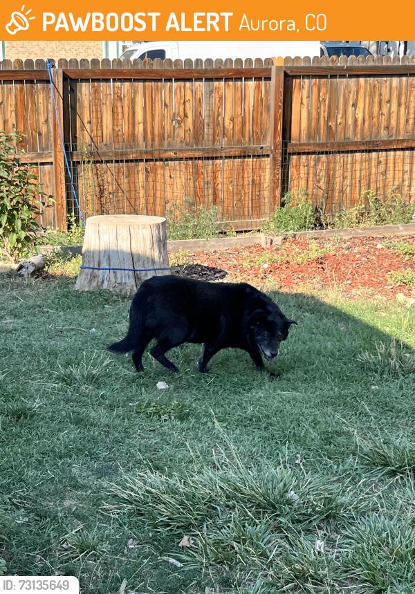 Found/Stray Unknown Dog last seen Mobile Way Norfolk, Aurora, CO 80015