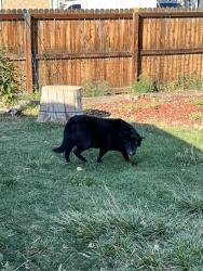 Found/Stray Unknown Dog last seen Mobile Way Norfolk, Aurora, CO 80015