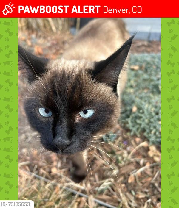 Lost Female Cat last seen 5th Street and Columbine, Denver, CO 80206