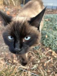 Lost Female Cat last seen 5th Street and Columbine, Denver, CO 80206
